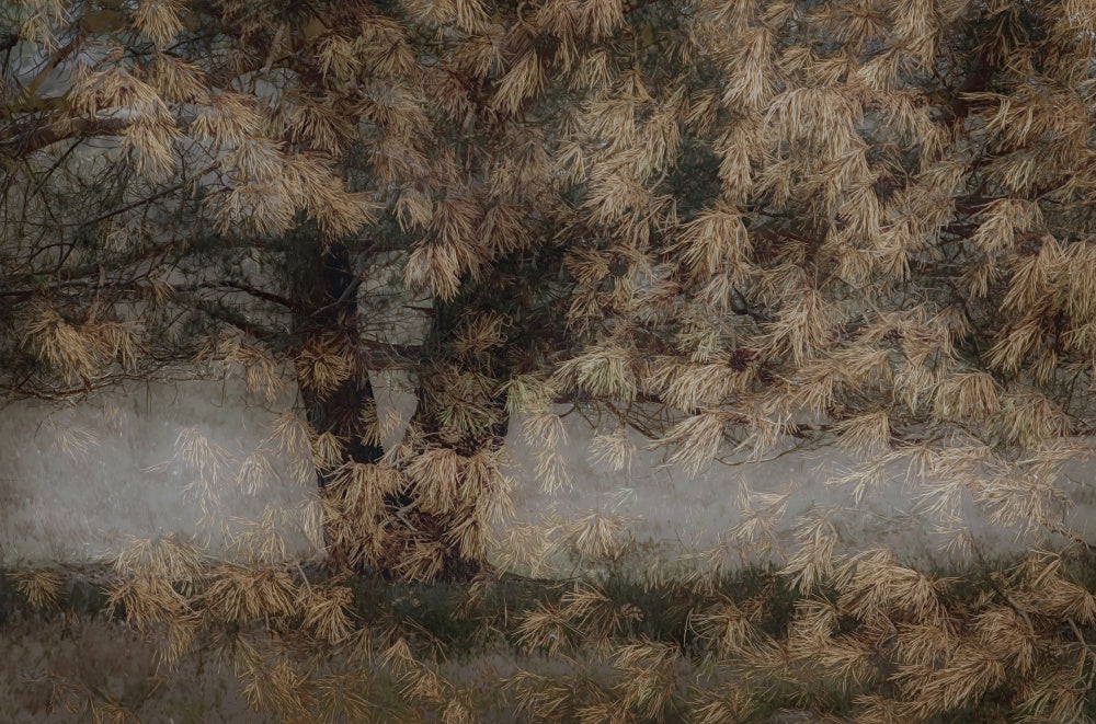 Pine tree | Poster