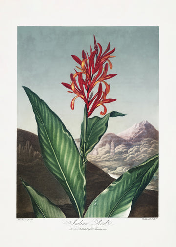 Indian Reed from The Temple of Flora (1807) | Poster