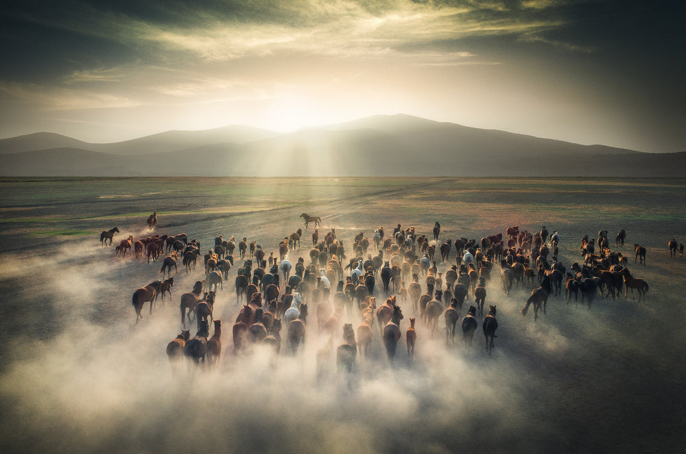 Wild Horses in Dust | Canvas