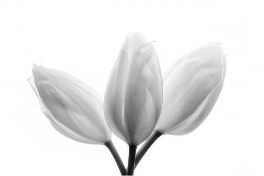 Soft White Tulips | Canvas