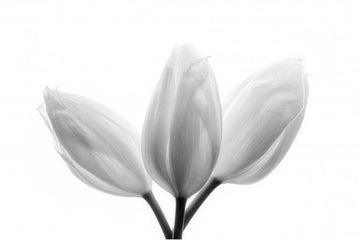 Soft White Tulips | Poster
