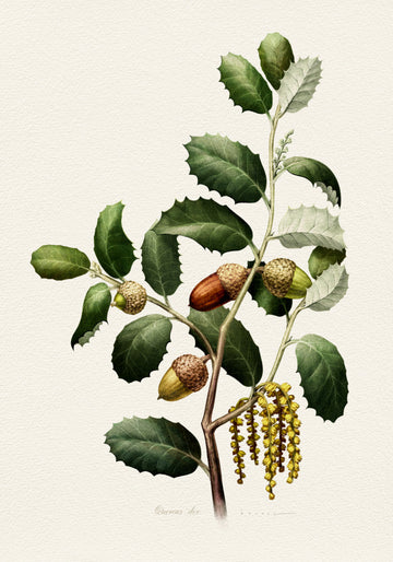 Oak Acorns Botanical | Poster