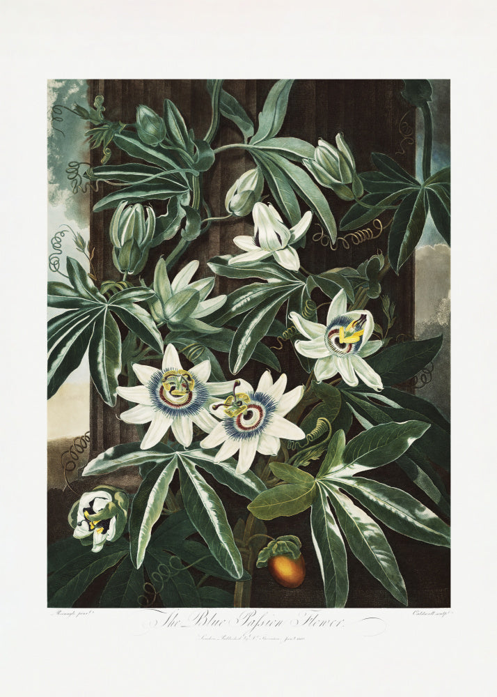 The Passiflora Cerulea from The Temple of Flora (1807) | Canvas