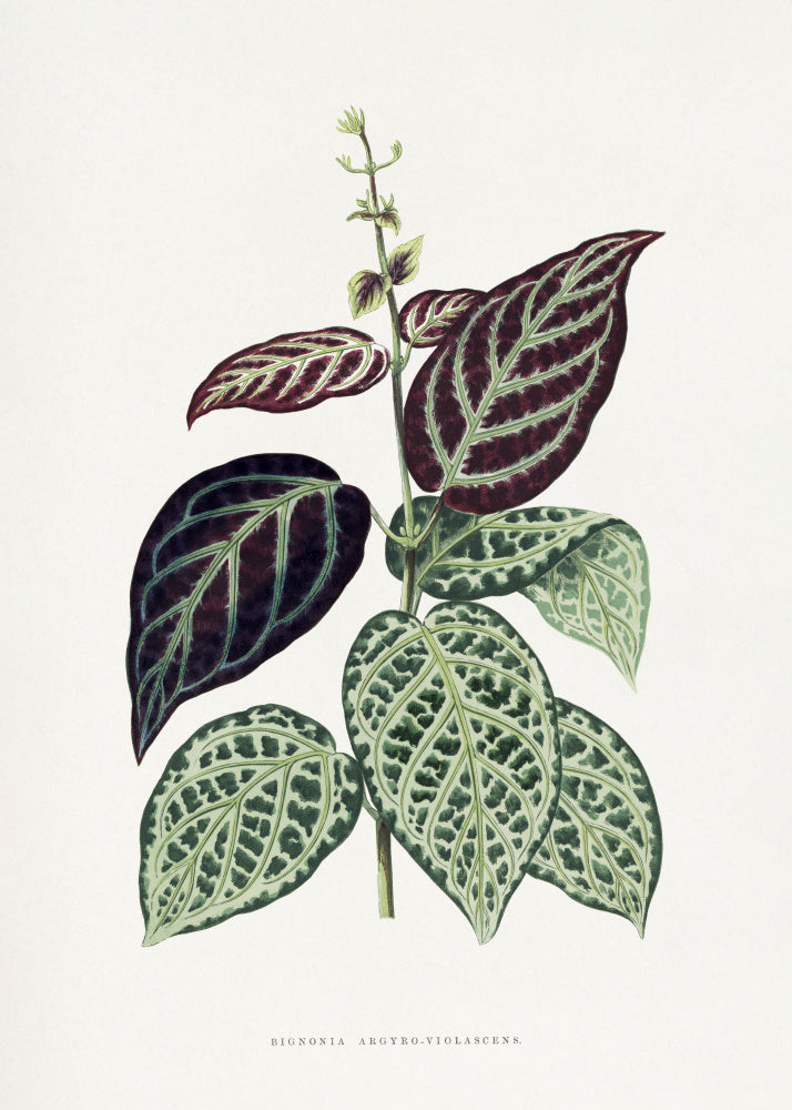 Green Bignonia Argyro Violascens Leaf Illustration | Poster