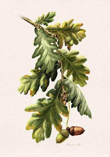 Botanical Oak Acorns | Canvas