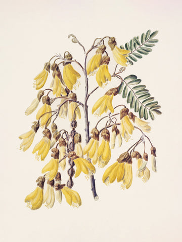 Kowhai Drawn By Sarah Featon (1848–1927) | Poster