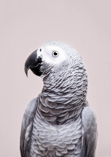 African Grey | Canvas