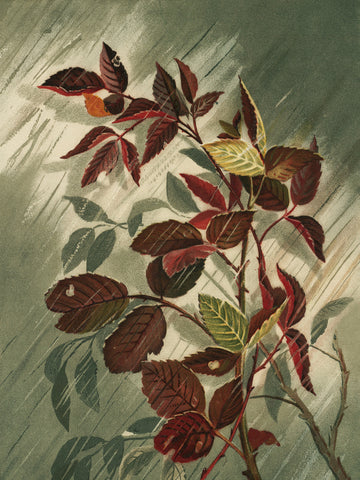 Autumn Leaves In the Rain | Poster