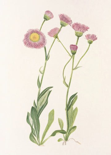 Meadow Fleabane From North American Wildflowers (1925) By Mary Vaux Walcott | Canvas