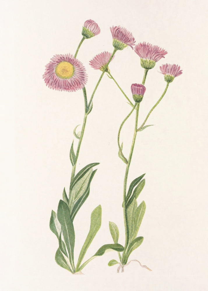 Meadow Fleabane From North American Wildflowers (1925) By Mary Vaux Walcott | Poster