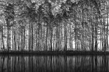Black White Forest Reflections | Canvas