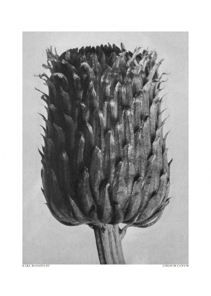 Cirsium Canum (Thistle) | Canvas