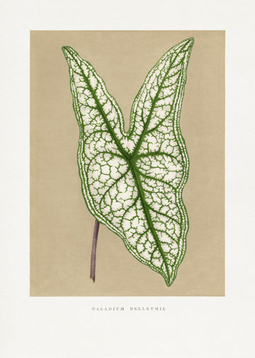 Green Caladium Belleymii Leaf Illustration | Poster