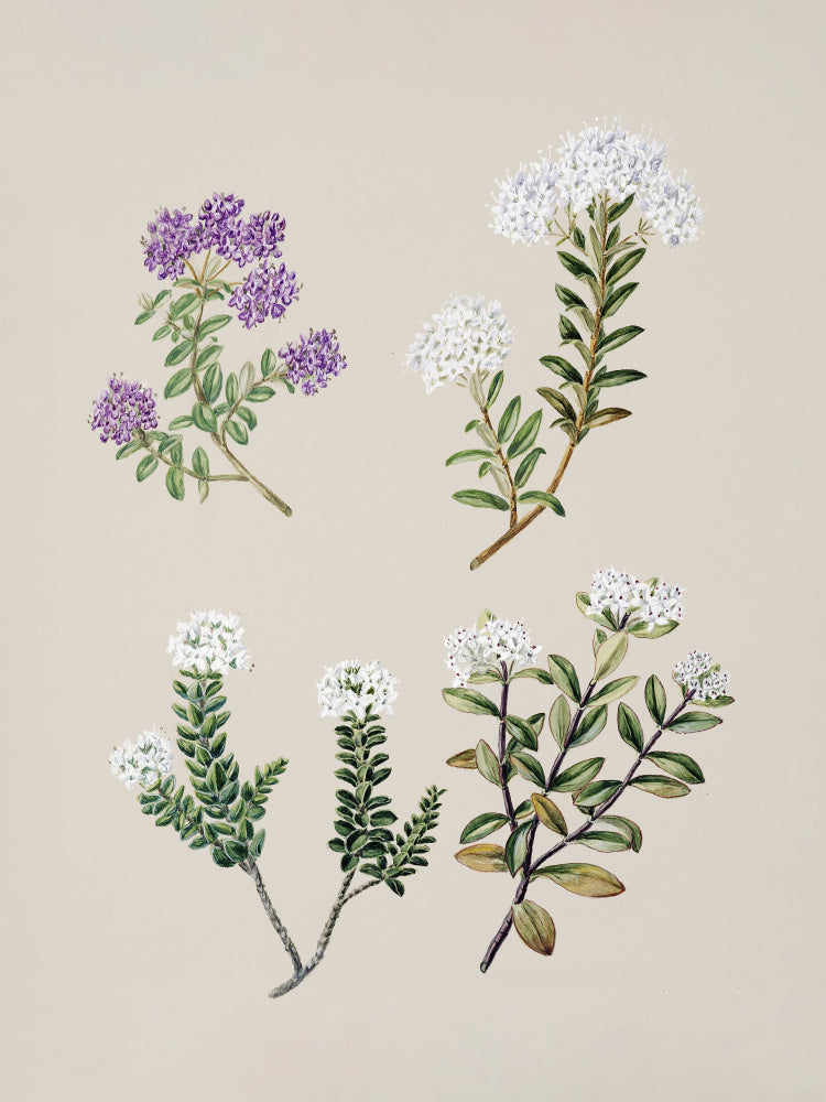Veronica 4 Species Drawn By Sarah Featon (1848–1927) | Poster