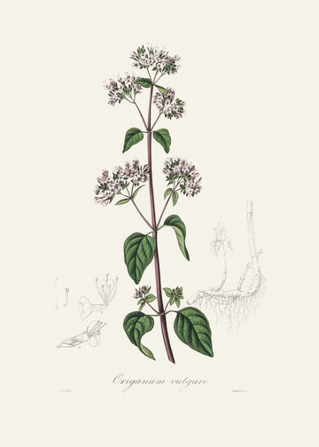 Oregano (origanum Vulgare) Medical Botany | Poster