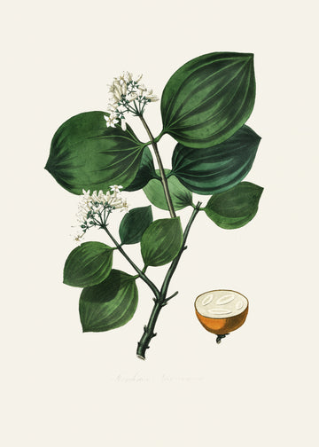Poison Nu (strychnos Nux Vomica) Medical Botany | Canvas