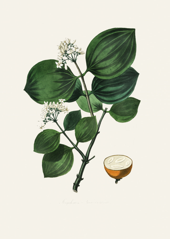 Poison Nu (strychnos Nux Vomica) Medical Botany | Poster