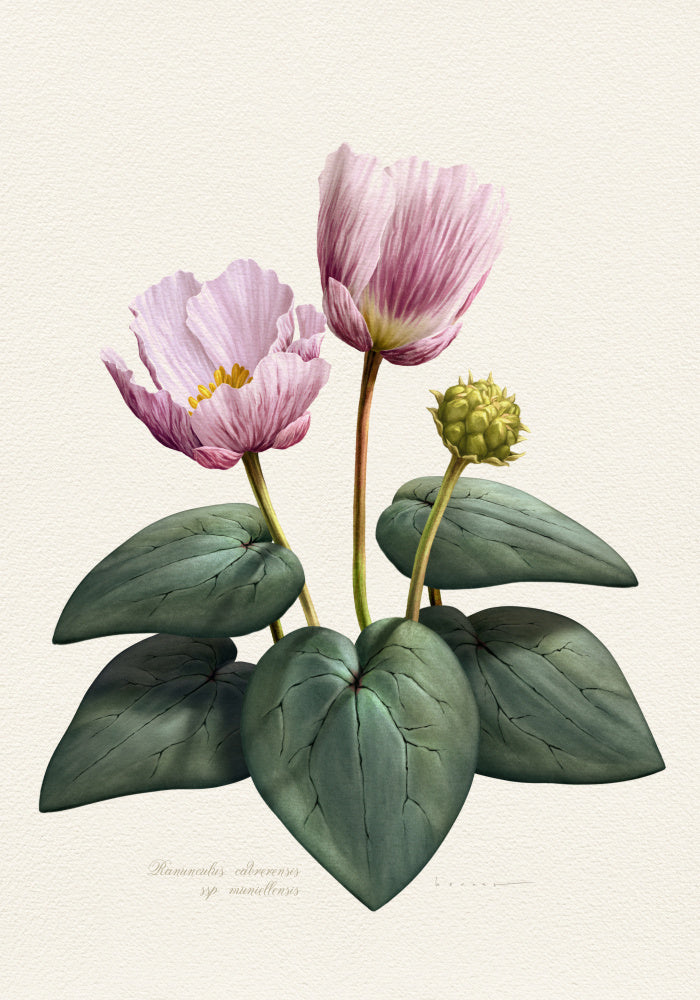 Elegant Pink Botanical Flowers | Canvas
