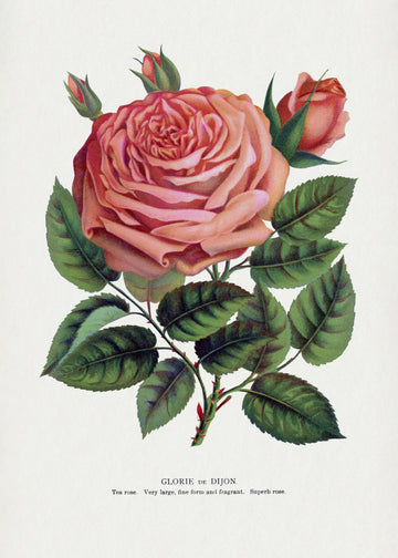 Pink Rose, Glorie De Dijon Lithograph | Poster