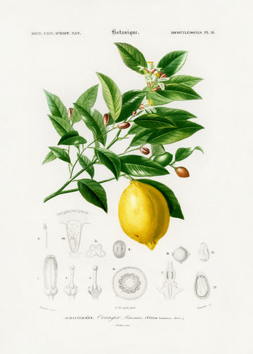 Lemon (citrus Limonium) | Poster
