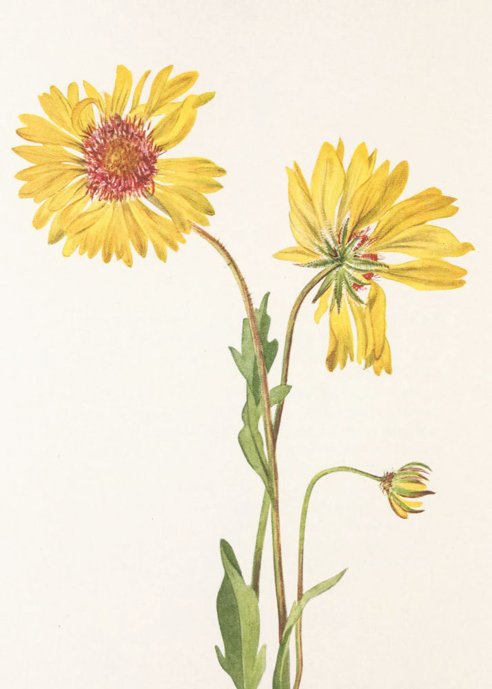 Perennial Gaillardia From North American Wildflowers (1925) By Mary Vaux Walcott. | Poster