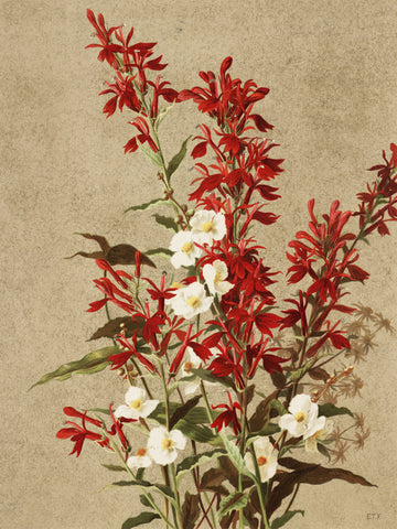 Cardinal Flowers | Poster