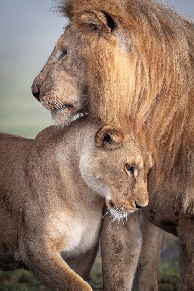Lions in Love | Canvas