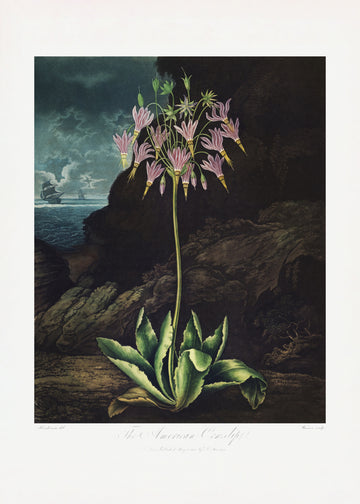 The American Cowslip from The Temple of Flora (1807) | Poster