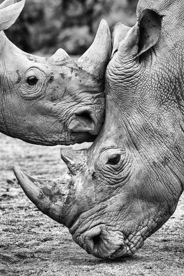 Rhino Tenderness | Poster
