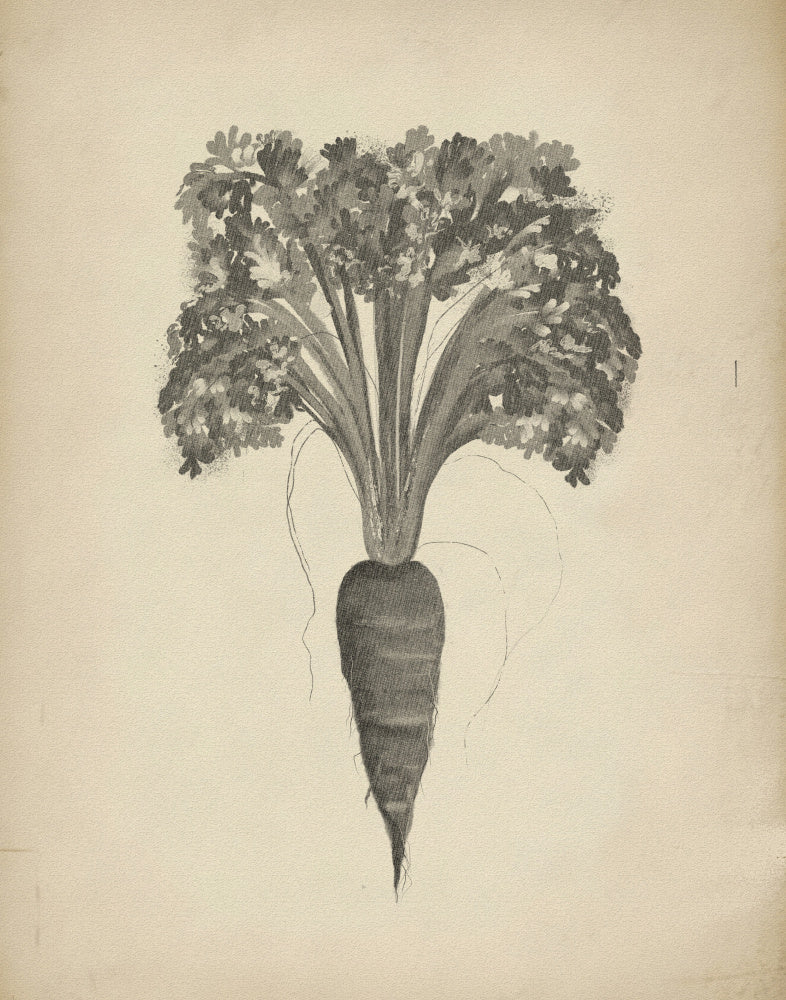 Botanical Carrot Drawing | Poster