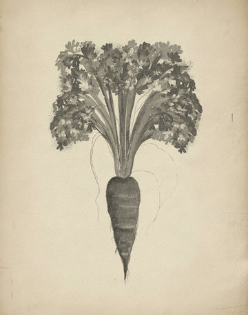 Botanical Carrot Drawing | Poster