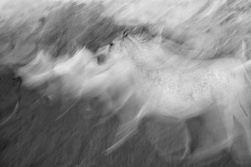 Dynamic White Horse | Poster
