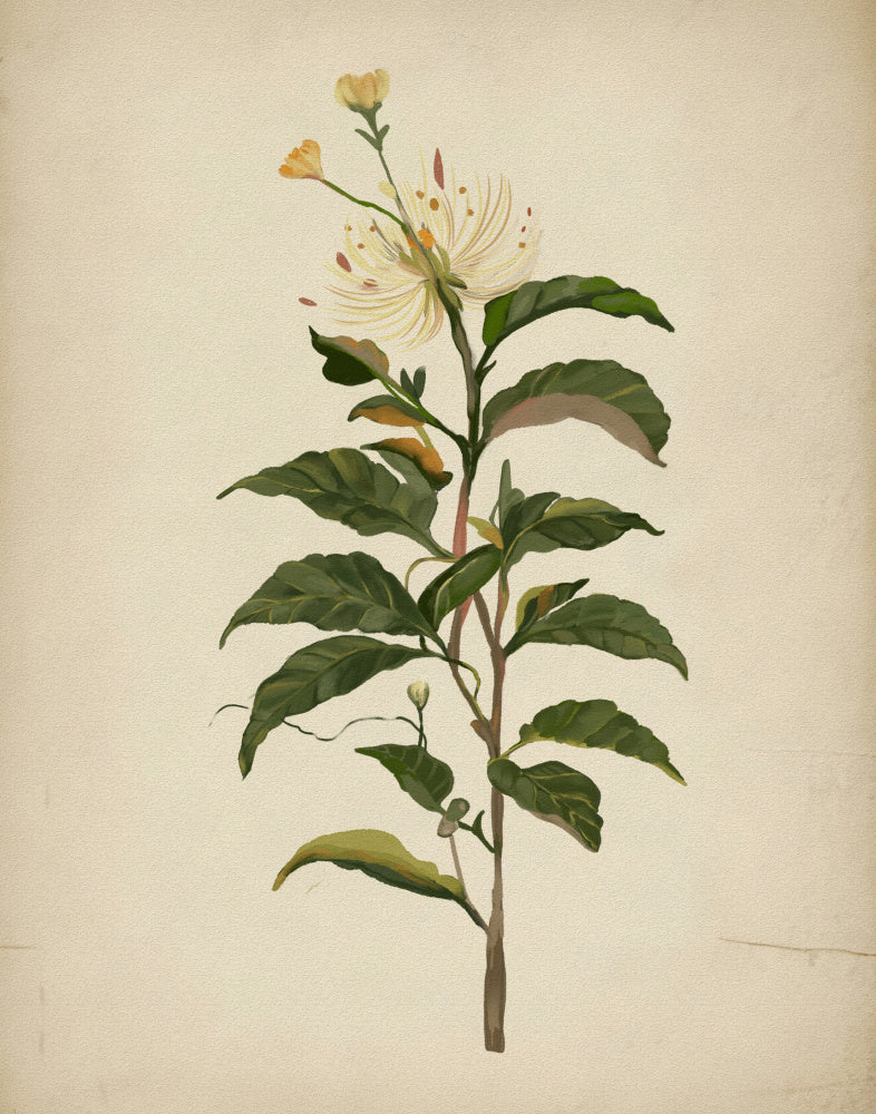 Elegant Botanical Bloom | Canvas