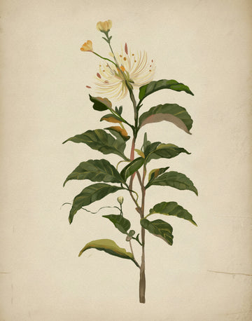 Elegant Botanical Bloom | Canvas