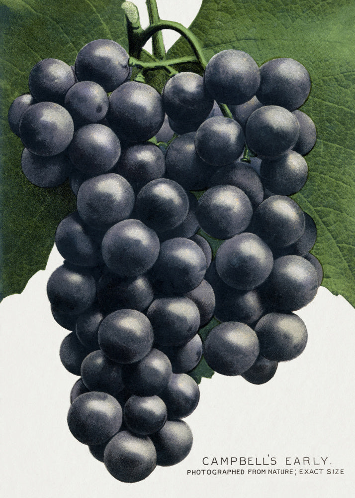 Campbell's Early Grape Lithograph | Canvas