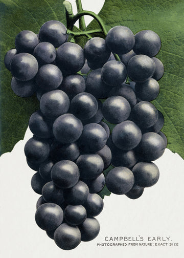 Campbell's Early Grape Lithograph | Canvas