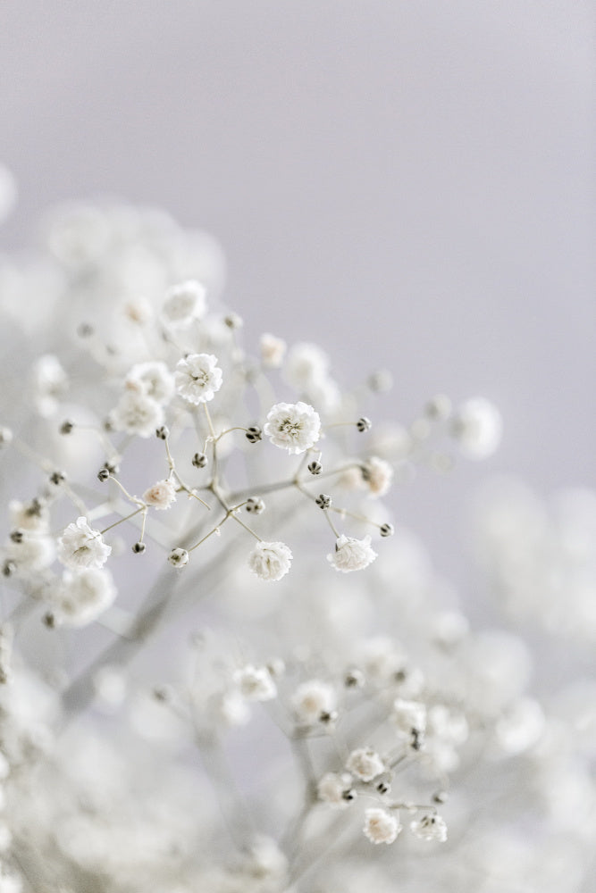 White Breath Flowers | Canvas