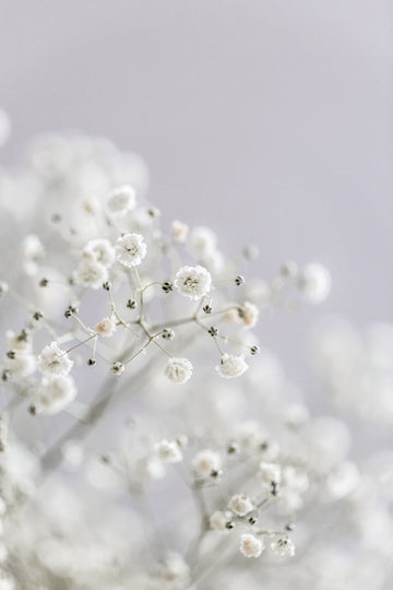 White Breath Flowers | Canvas