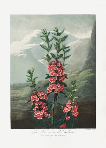 The Narrow–Leaved Kalmia from The Temple of Flora (1807) | Poster