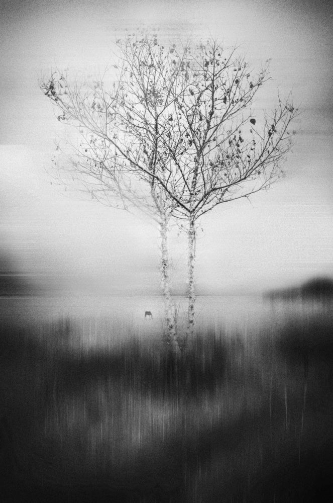 Misty Birch Reflection | Canvas