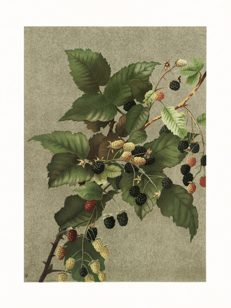 Blackberries | Canvas