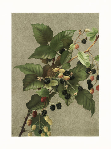 Blackberries | Poster