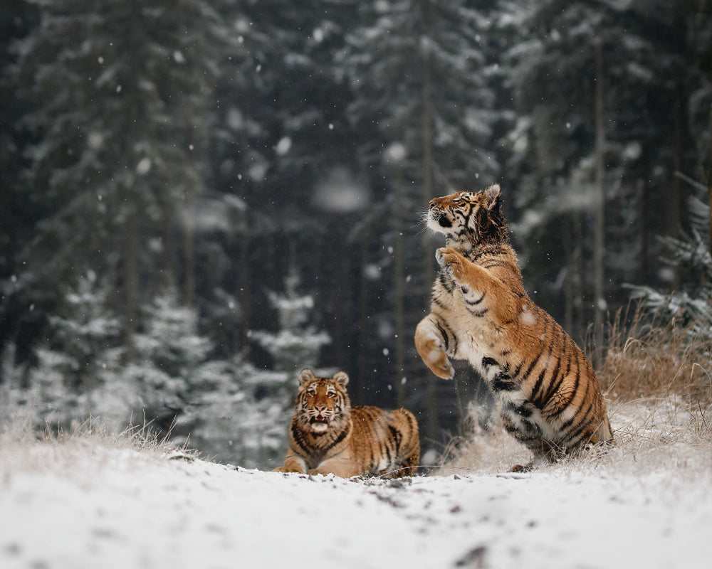 Siberian Winter Tigers | Canvas