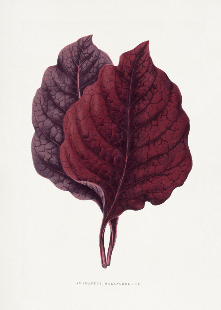 Pink Amarantus Leaf Illustration | Canvas