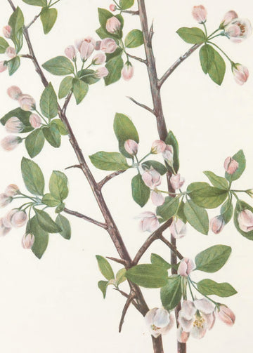 Wild Sweet Crab From North American Wildflowers (1925) By Mary Vaux Walcott. | Poster