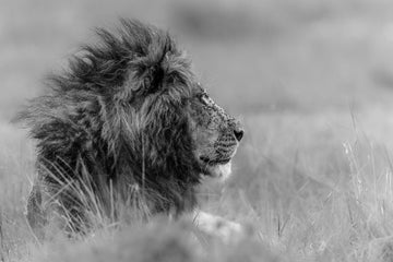 Majestic Lion Profile | Canvas