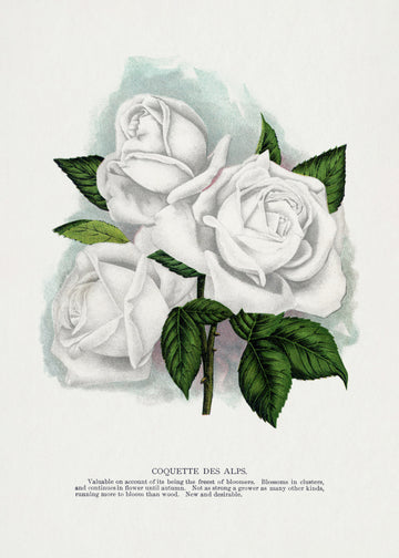White Rose, Coquette Des Alps Lithograph | Poster