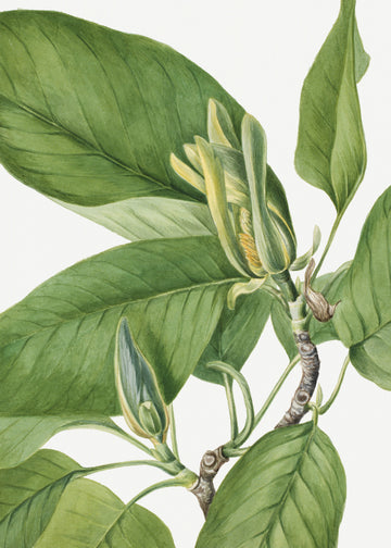 Cucumbertree 1922 | Canvas