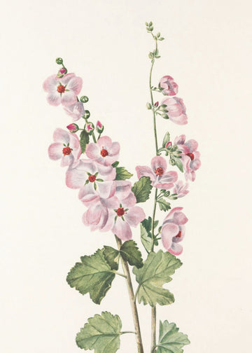 Orange Eye Globemallow From North American Wildflowers (1925) By Mary Vaux Walcott | Poster