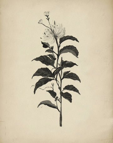 Vintage Botanical Illustration | Poster